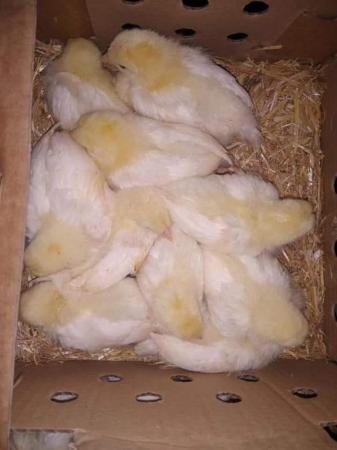 Image 2 of white leghorn chicks for sale