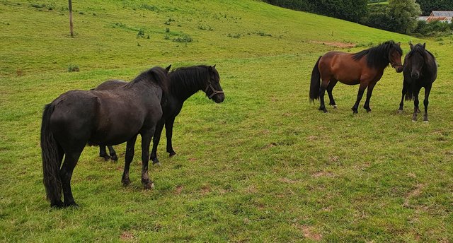 Image 3 of Small Herd of Registered Dartmoor Ponies