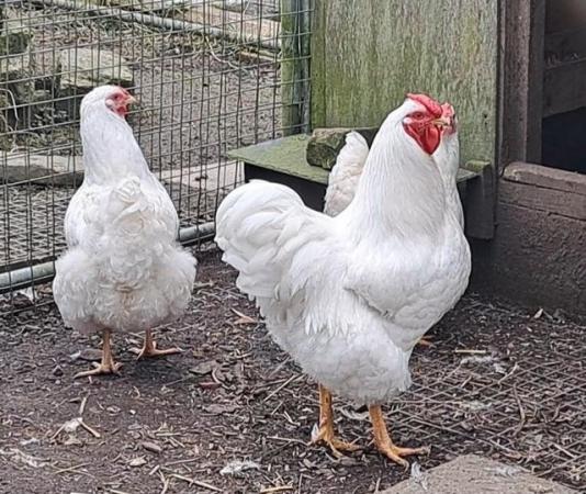 Image 11 of Chicks available from quality purebreed chickens