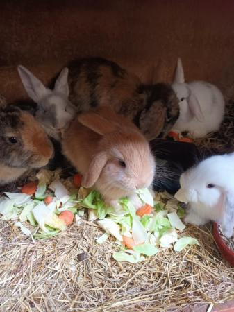 Image 4 of Mini lops 8wks old 5  £30 or two for £50