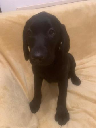 Image 19 of Quality KC Registered Health Tested Parents Labrador Puppies