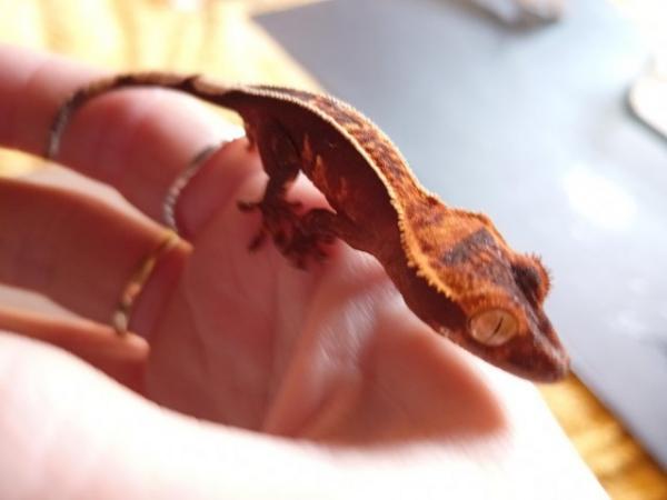 Image 3 of Full Pinstripe Harlequin Crested Gecko 3.23g 6 Months