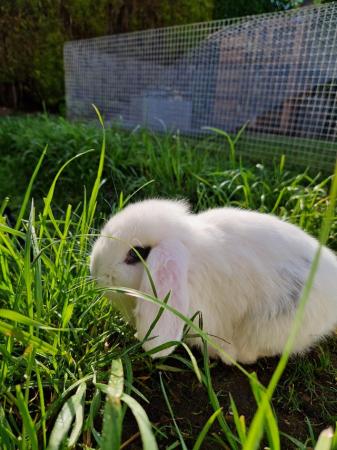Image 2 of French lop x mini lop kits