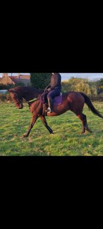 Image 2 of 16.3hh TB Bay Gelding 15yrs - home required