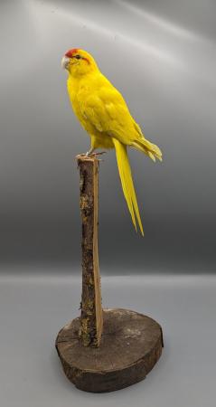 Image 10 of Taxidermy, Antique Collectables, Taxidermy Mounts,