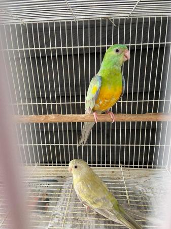 Image 3 of Red rump parakeets now available pairs and males