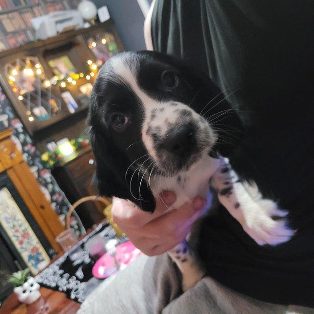 Preview of the first image of 8 week old cocker spaniel puppy male.