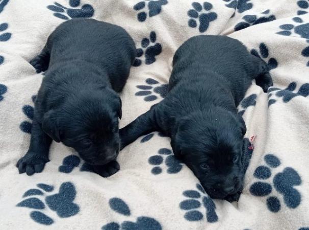Image 14 of Delightful Black Labrador Puppies for Sale
