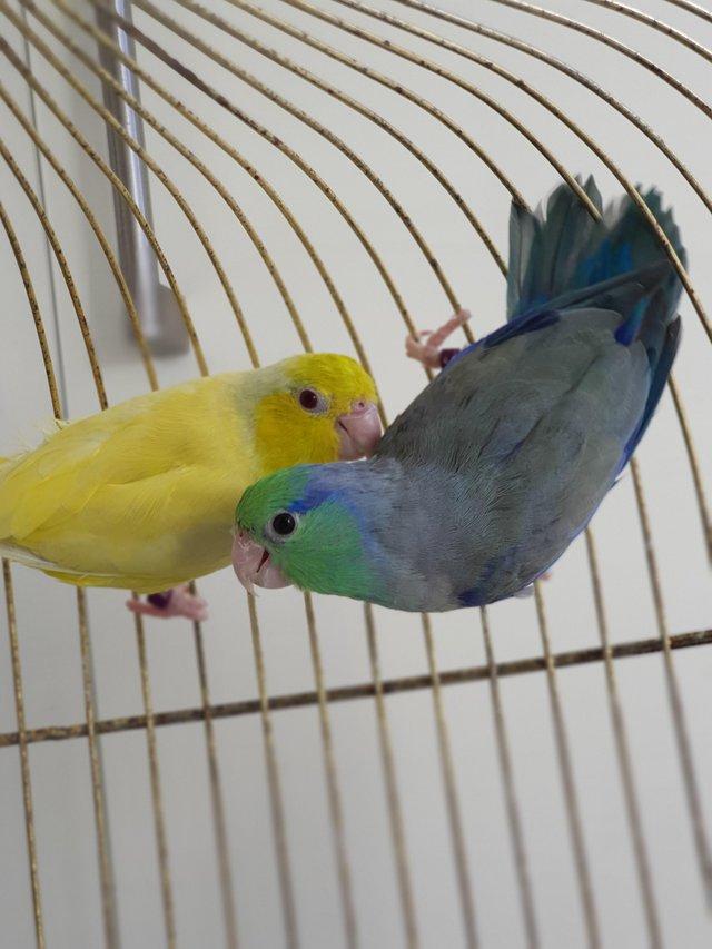 Preview of the first image of Breeding pair of parrotlet for sale..