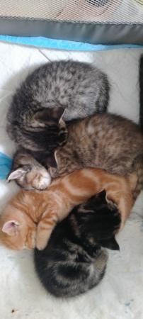 Image 1 of 5 week old Ragdoll X Kittens