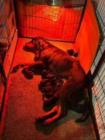 Image 5 of Rottweiler puppies home reared family pets