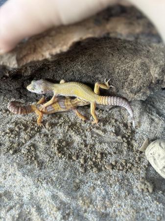 Image 5 of 8 months old mating pair of leopard geckos