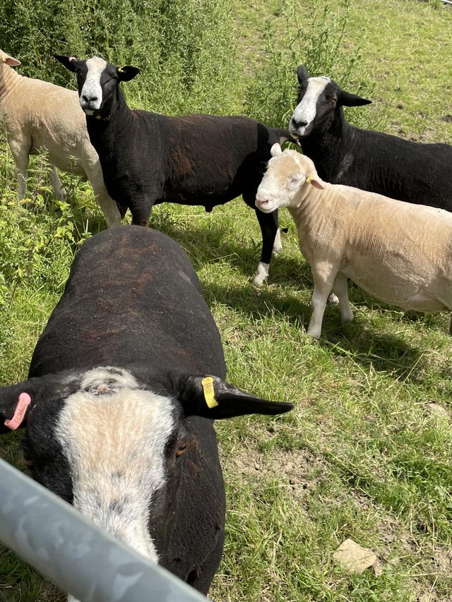 Preview of the first image of Registered Zwartble rams.