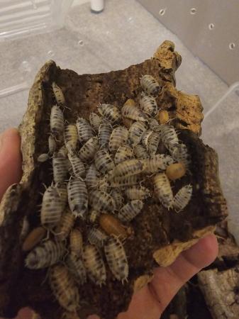 Image 5 of Dairy cow isopod x 40 (mixed sizes)