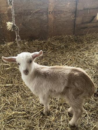 Image 1 of Gorgeous family of Nubian cross goats for sale
