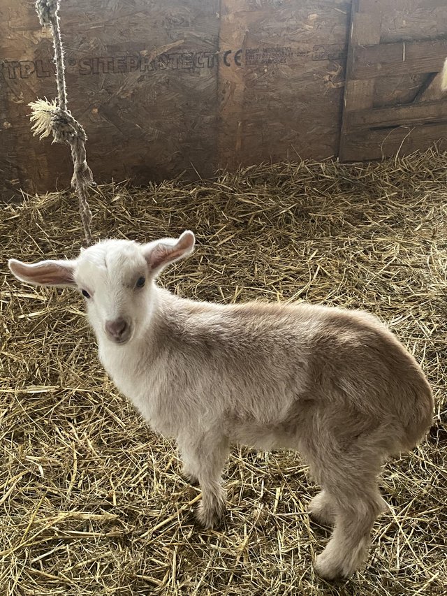 Preview of the first image of Gorgeous family of Nubian cross goats for sale.