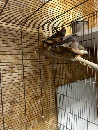 Image 2 of Zebra finches £5 each cocks and Hens available