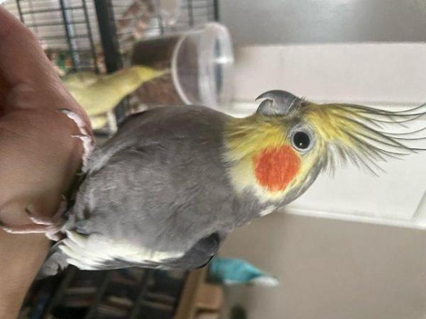 Image 3 of 4-5 year old cockatiel male rehome