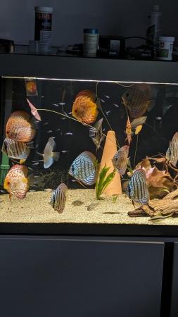 Image 8 of Group of Asian discus fish for sale