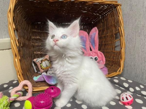Image 6 of GCCF registered mainecoon kittens :)
