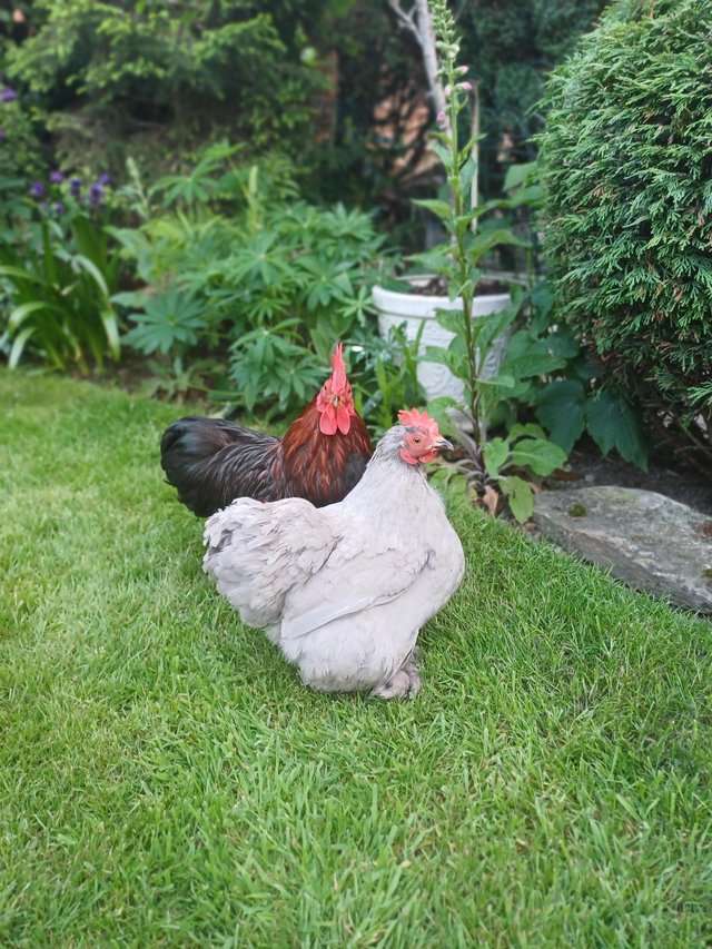 Preview of the first image of Pair of young pekin bantams.