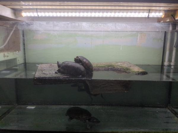 Image 2 of Musk turtles with tank and filter