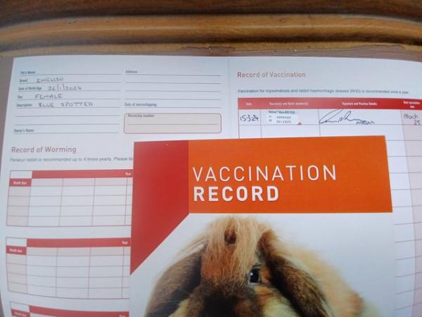 Image 9 of Fully vaccinated purebred baby English rabbits