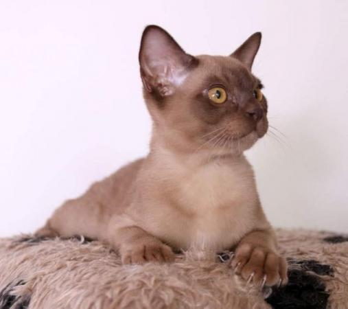 Image 8 of Exceptional Burmese kittens