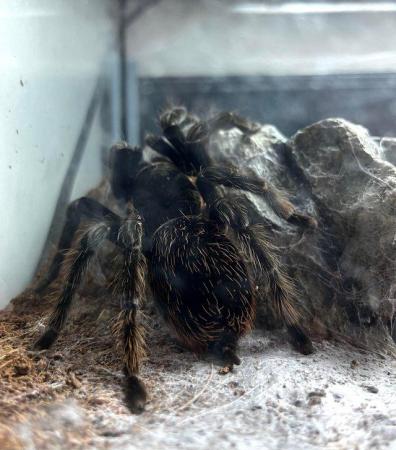 Image 3 of Adult Mexican Red Rump Tarantula for sale