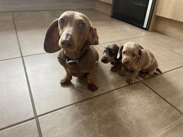 Image 1 of Miniature dachshunds puppies