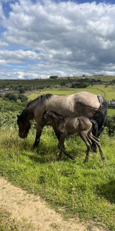 Image 1 of PRE Fusion filly foal to make 16hh