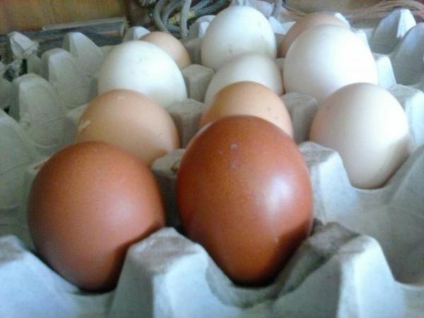Image 1 of hatching eggs available now