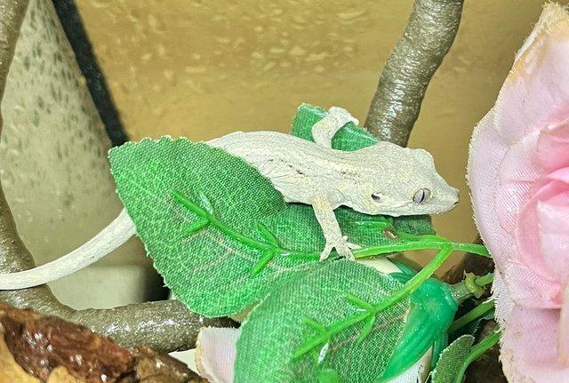 Image 4 of Gargoyle Gecko Male, babies stripe/blotch