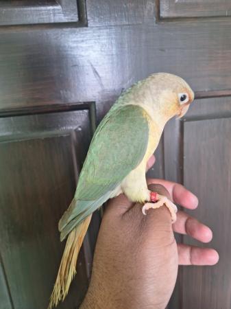 Image 4 of Hand reared turquoise pineapple green cheek conure - Male