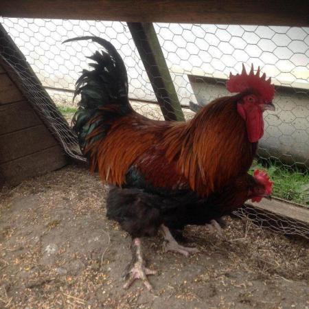 Image 3 of FRENCH COPPER MARAN HATCHING EGGS FOR SALE