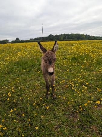 Image 2 of RESERVED Mediterranean Miniature donkey jack foal for sale