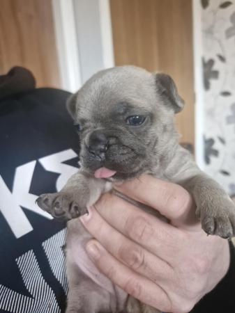 Image 14 of KC Registered French Bulldog Puppies