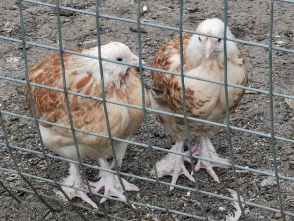 Image 12 of PURE BREED HENS, SALMON FAVEROLLE'S, ORPINGTON'S, CHICKENS