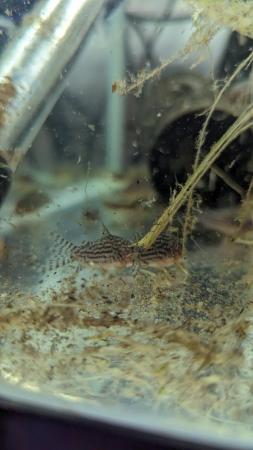 Image 4 of 8 x Corydoras Sterbai - 5 months old. 2.5-3cm