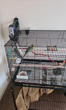 Image 2 of Two budges and cage with all toys.