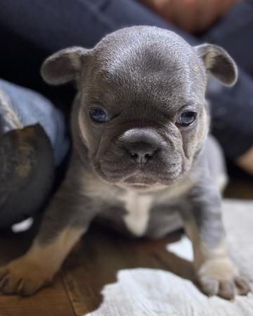 Image 22 of KC registered French Bulldogs