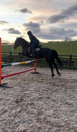 Image 3 of 15.2hh mare looking for a rider 2-3 days a week