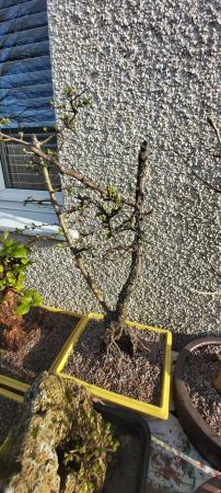 Image 1 of Old hawthorn in ceramic planter