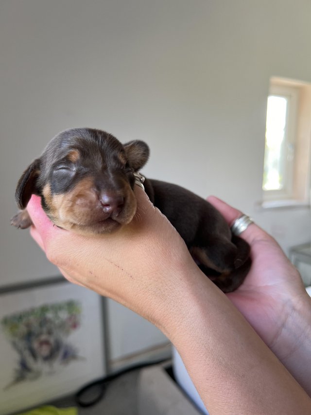 Preview of the first image of KC registered miniature dachshunds.