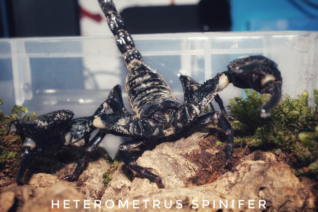 Image 4 of Scorpions for sale - CB Scorplings and Adult Pairs