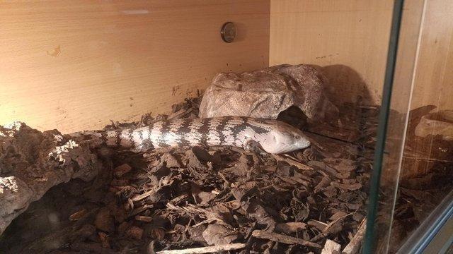 Image 5 of Northern blue tongue skink with enclosure. Collection only.