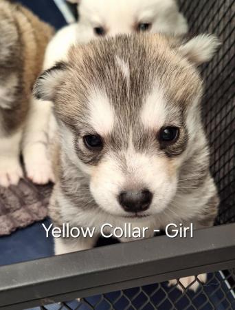 Image 10 of Siberian Husky Puppies - 5 Girls & 4 Boys