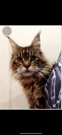 Image 1 of WANTED - STUD for my Maine Coon