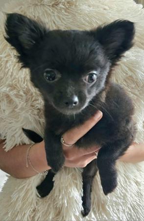 Image 9 of **Black Female Chihuahua puppy , long-haired, ready now**