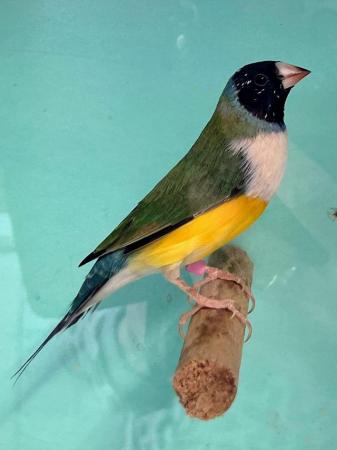 Image 10 of Beautiful unrelated pairs of gouldian finches for breeding